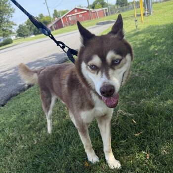 Apollo -  Husky Dog for Adoption in Hendersonville, Tennessee - Apollo | PetCurious