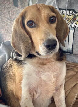 Rescue Beagle Dogs for Adoption in Crows Nest, Indiana - Jameson | PetCurious