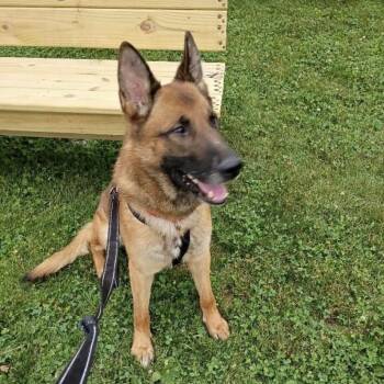 Chase -  Shepherd and Belgian Shepherd Malinois Dog for Adoption in Elyria, Ohio - Chase | PetCurious