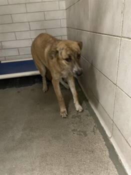 German Shepherd Dog and Mixed Breed Dogs Available for Adoption - BELLATRIX | PetCurious