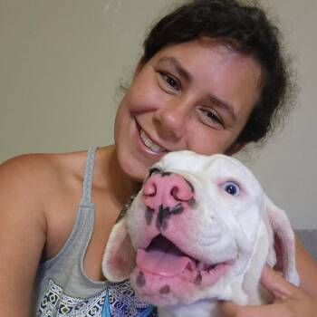 Mickey -  English Bulldog and Beagle Dog for Adoption in New Orleans, Louisiana - Mickey | PetCurious