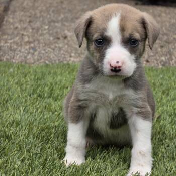 Tater tot -  Mixed Breed Dog for Adoption in Beaverton, Oregon - Tater Tot | PetCurious