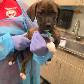 Mel -  Hound Dog Available for Adoption in Chattanooga, Tennessee - Mel | PetCurious