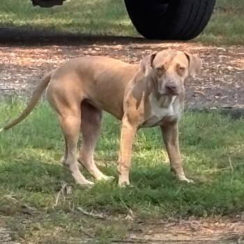 Splash Ollie -  Mixed Breed Dog for Adoption in Memphis, Tennessee - Splash Ollie | PetCurious