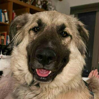 Sarah - Nederland, CO -  Great Pyrenees and Shepherd Dog Available for Adoption in Boulder, Colorado - Sarah - Nederland, CO | PetCurious