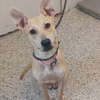 Baby Roo -  Pointer and Whippet Dog for Adoption in Hattiesburg, Mississippi - Baby Roo | PetCurious