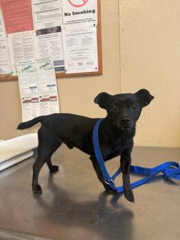 Rescue Chihuahua Dogs for Adoption in Shelbyville, Tennessee - Rivers | PetCurious