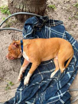 American Bulldog Dogs Available for Adoption in Lakeland, Florida - Main Street | PetCurious