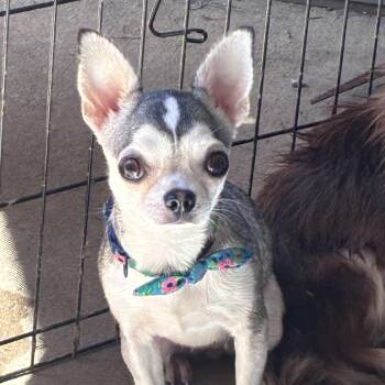 Jolene -  Chihuahua Dog for Adoption in Lincoln University, Pennsylvania - Jolene | PetCurious