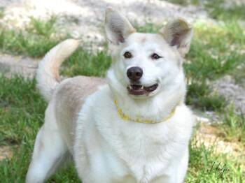 Hodgie -  Husky Dog for Adoption in Spring, Texas - Hodgie | PetCurious