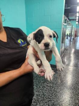 Ella -  Boxer and Mixed Breed Dog for Adoption in Jackson, Tennessee - Ella | PetCurious