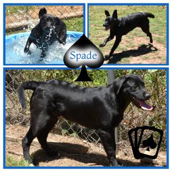 Ace -  Labrador Retriever Dog for Adoption in Wedowee, Alabama - Ace | PetCurious
