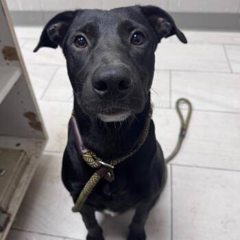 Darwin -  Labrador Retriever Dog for Adoption in Lufkin, Texas - Darwin | PetCurious