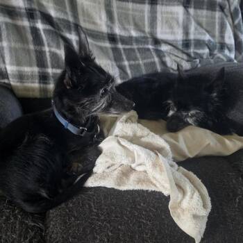 Barney - Home to Home -  Scottish Terrier Dog for Adoption in South Elgin, Illinois - Barney - Home To Home | PetCurious