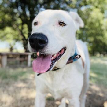 Rescue Labrador Retriever Dogs for Adoption in Justin, Texas - *King | PetCurious