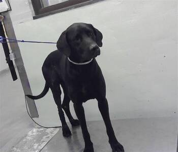 Labrador Retriever and Mixed Breed Dogs Available for Adoption - FREDDIE | PetCurious