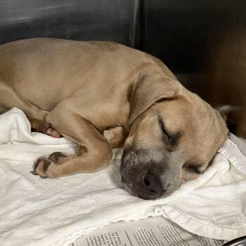 Jessie 2 -  Mixed Breed Dog for Adoption in Parma, Ohio - Jessie 2 | PetCurious
