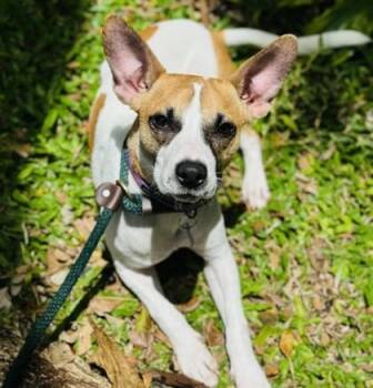 Terrier and Mixed Breed Dogs Available for Adoption - Bruce | PetCurious