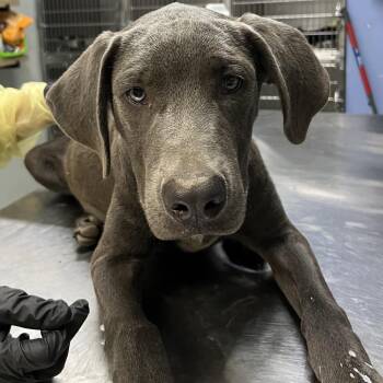 Carter -  Labrador Retriever and Mixed Breed Dog for Adoption in Marble, North Carolina - Carter | PetCurious