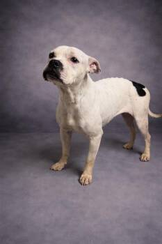 American Bulldog and Mixed Breed Dogs Available for Adoption in Winter Haven, Florida - ANGEL | PetCurious