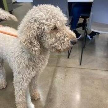 YORK-Stray-16240 -  Poodle and Mixed Breed Dog for Adoption in York, Pennsylvania - YORK-Stray-16240 | PetCurious