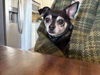 Chihuahua Dogs Available for Adoption - Dee (26-043 D) | PetCurious