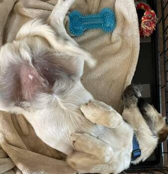 Natchez -  Shepherd Dog for Adoption in Hopkinton, Massachusetts - Natchez | PetCurious