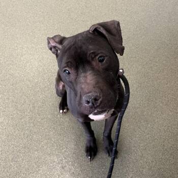 Amara -  Bull Terrier Dog for Adoption in Chicago, Illinois - Amara | PetCurious