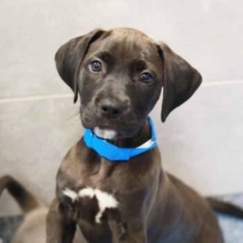 Korbel -  Pit Bull Terrier and Mixed Breed Dog for Adoption in Atlanta, Georgia - Korbel | PetCurious
