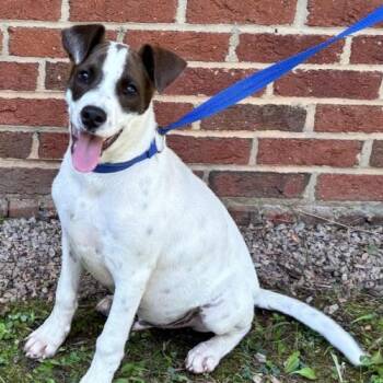Cassi -  Terrier and Mixed Breed Dog for Adoption in Chester, Maryland - Cassi | PetCurious