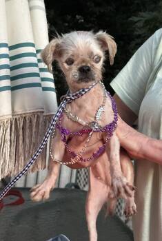 Rescue Shih Tzu Dogs for Adoption - Agnes( Senior Hospice ) | PetCurious