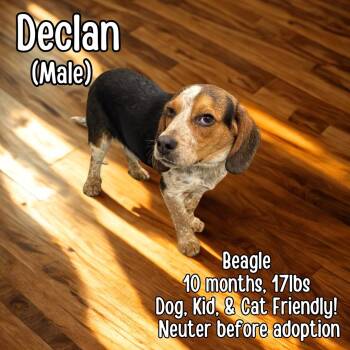 Beagle Dogs Available for Adoption - Declan  | PetCurious