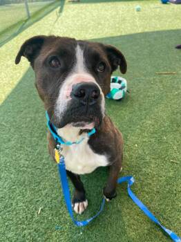 Peyton -  Pit Bull Terrier Dog for Adoption in Cleveland, Ohio - Peyton | PetCurious