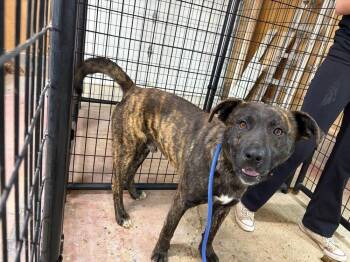 Dasher -  Shepherd and Pit Bull Terrier Dog for Adoption in Calgary, Alberta - Dasher | PetCurious