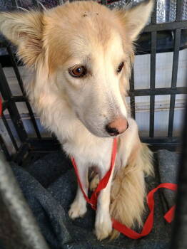 Rescue Australian Shepherd Dogs for Adoption in New Castle, Delaware - Nova | PetCurious