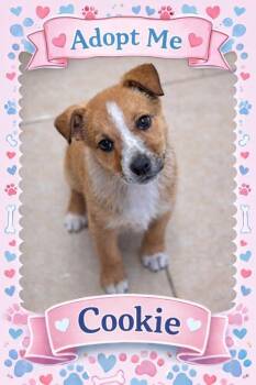 Australian Cattle Dog Blue Heeler Dogs Available for Adoption - Cookie | PetCurious
