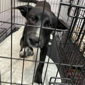 Mixed Breed Dogs Available for Adoption in Port Charlotte, Florida - Taz | PetCurious