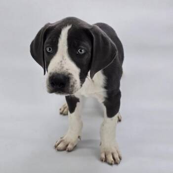 Great Dane Dogs Available for Adoption in Sedalia, Colorado - Poppy | PetCurious