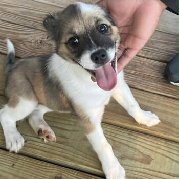 Rescue Mixed Breed Dogs for Adoption in Verona, New Jersey - Luna | PetCurious