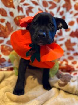 Nook -  Mixed Breed Dog for Adoption in Dunmore, Pennsylvania - Nook | PetCurious