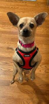 Ava -  Chihuahua Dog for Adoption in Youngsville, North Carolina - Ava | PetCurious