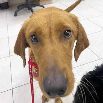 Golden Retriever Dogs Available for Adoption - Amber | PetCurious