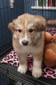 Collie and Great Pyrenees Dogs Available for Adoption in Maynardville, Tennessee - Willow | PetCurious