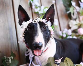 The Queenie -  Bull Terrier Dog for Adoption in NEW PT RICHEY, Florida - The Queenie | PetCurious