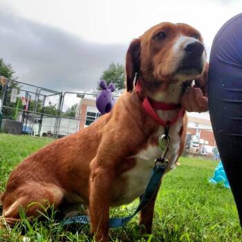 Parole -  Mixed Breed Dog for Adoption in Fredericksburg, Virginia - Parole | PetCurious