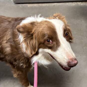 Lucy -  Border Collie Dog for Adoption in Yuma, Arizona - Lucy | PetCurious