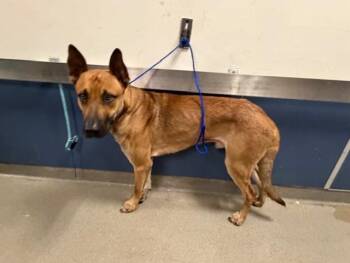 Dutch Shepherd and Mixed Breed Dogs Available for Adoption - YOSHI | PetCurious