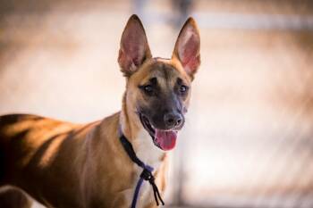 Loretta -  Shepherd and Belgian Shepherd Malinois Dog for Adoption in Twentynine Palms, California - Loretta | PetCurious
