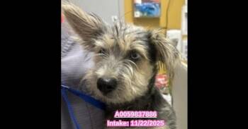 Poodle and Terrier Dogs Available for Adoption in Dallas, Texas - Brandy NKA Honey | PetCurious