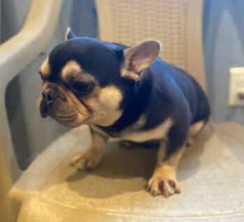 Rescue French Bulldog Dogs for Adoption in Matthews, North Carolina - Violet | PetCurious